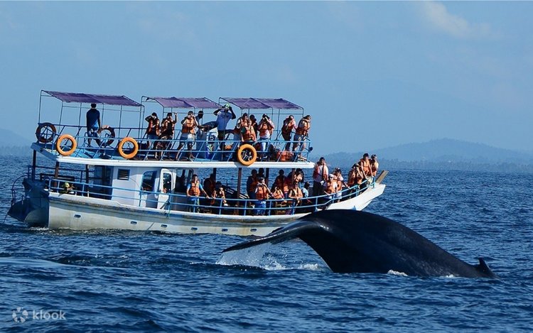 Island Tours gallery 2