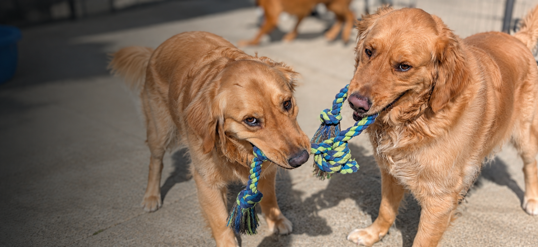 Two golden retrievers happily playing tug-of-war with a rope toy during WMK9 dog training serving Fort Thomas, KY