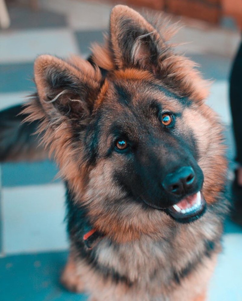 German Shepherd Dog