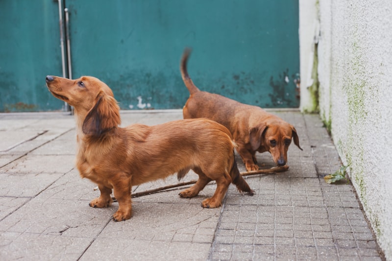 Dachshund