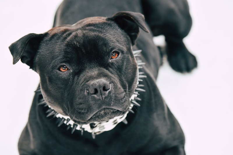 Staffordshire Bull Terrier