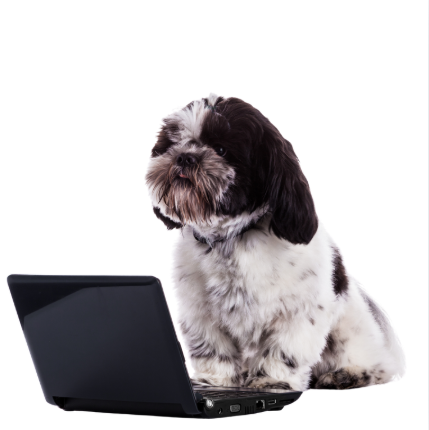 Dog looking at laptop