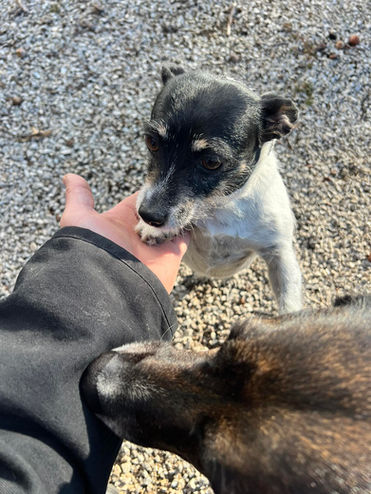 Poo Pickers crew member cleaning a residential yard with a happy dog nearby