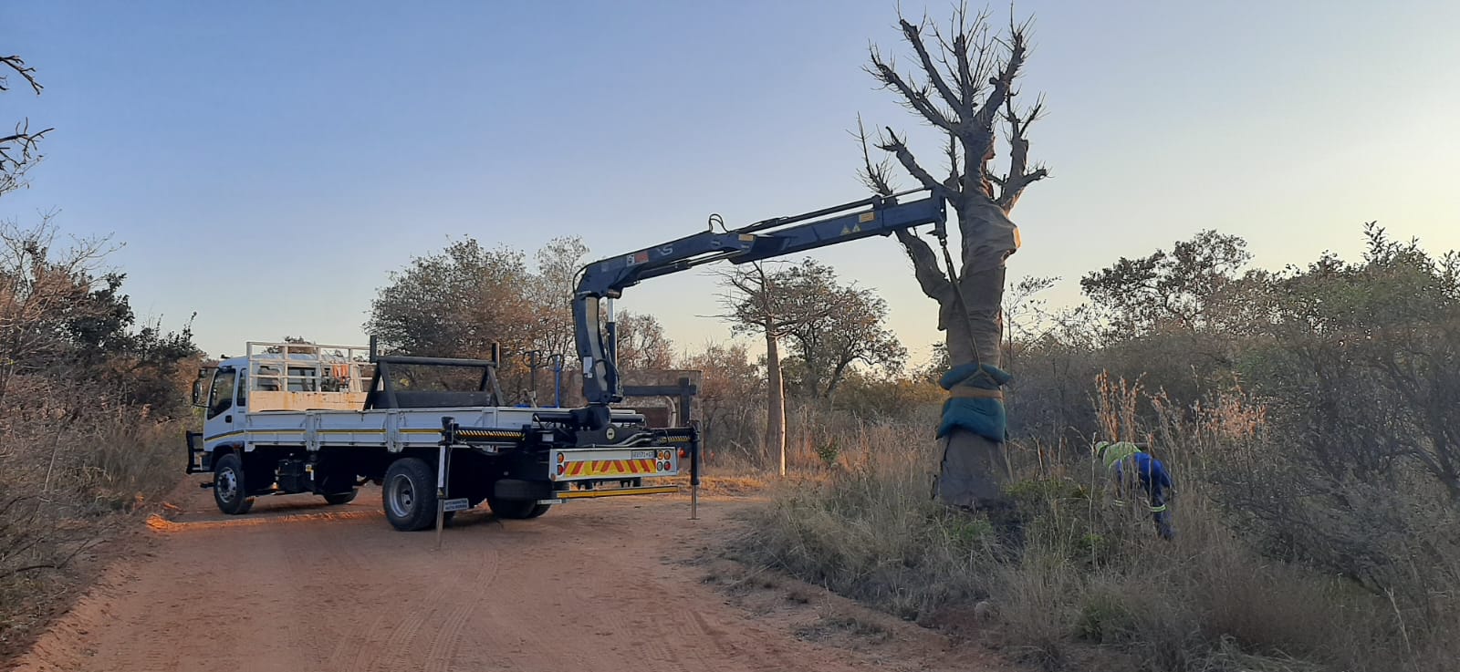 Tree Relocation