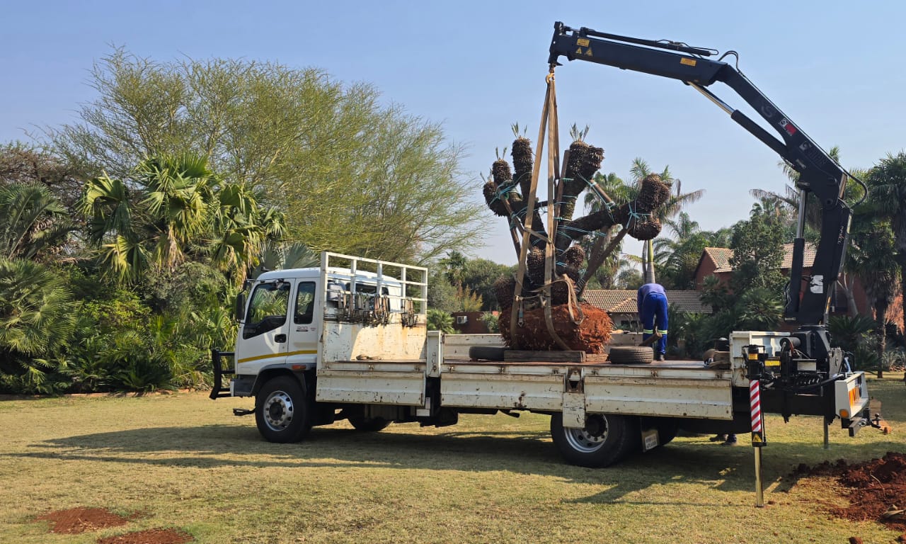Palm Tree Transport