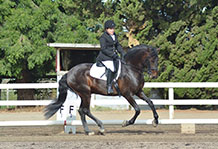 Equestrian show jumping