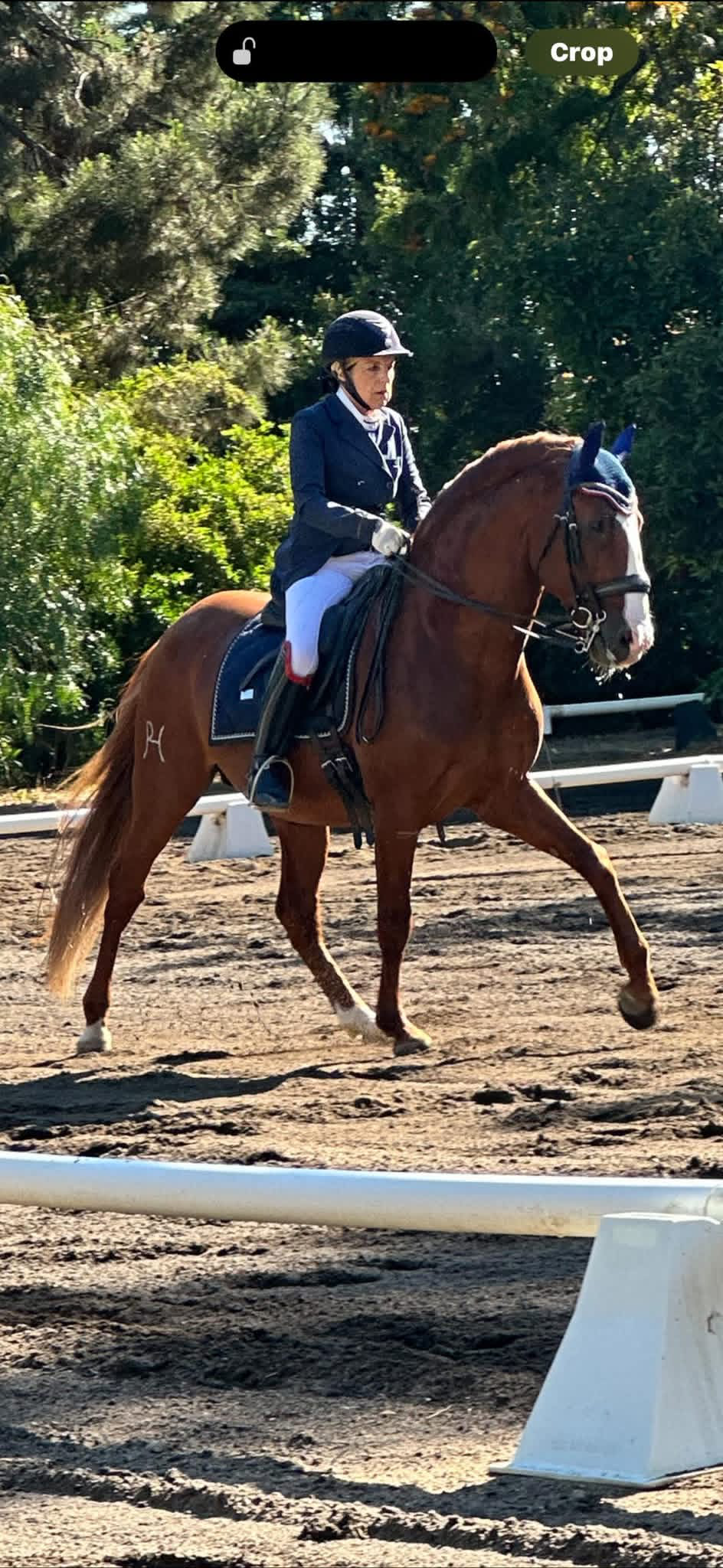 Dressage competition in arena