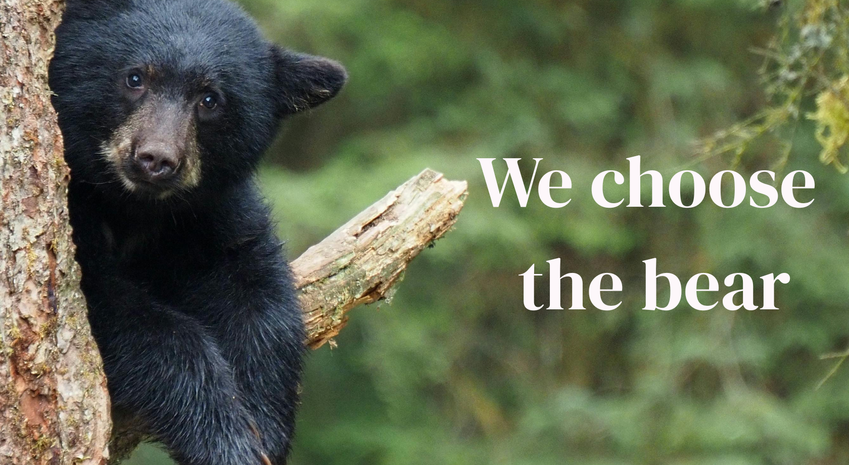 Why We Choose the Bear
