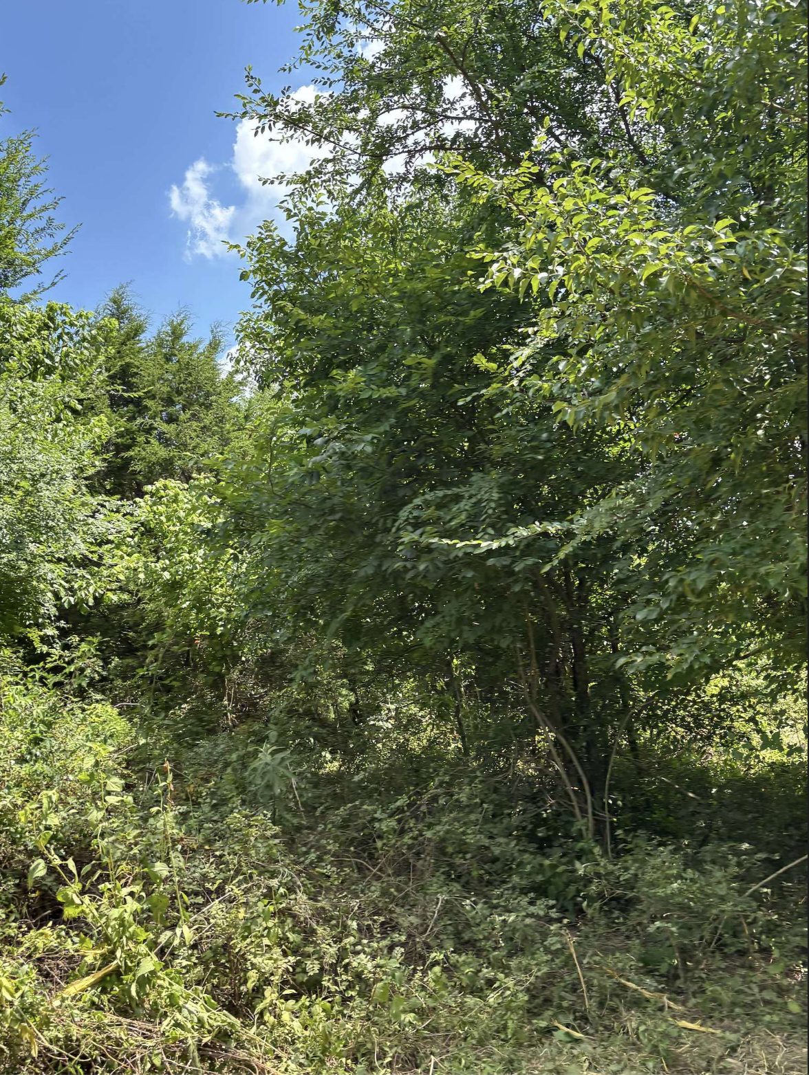 Land Clearing Before - Middle Tennessee