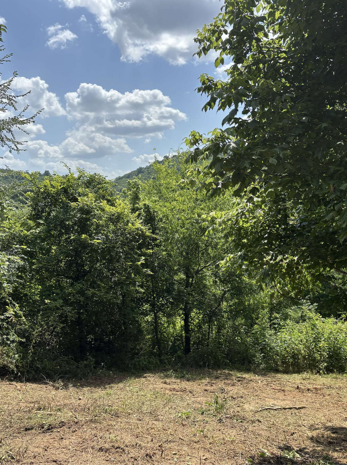 Wildfire Fuel Reduction - Woodbury, TN