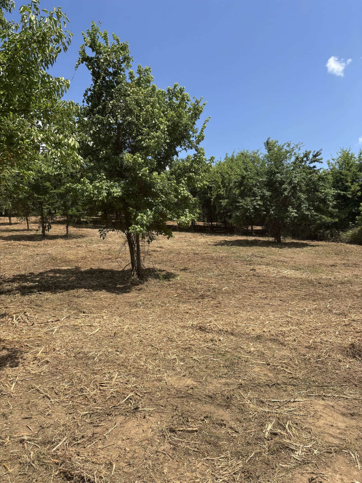 Forestry Mulching Services