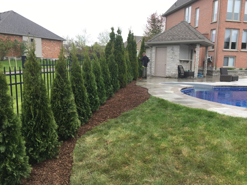 Cedar privacy hedge planting and mulched garden bed along pool fence in London, Ontario