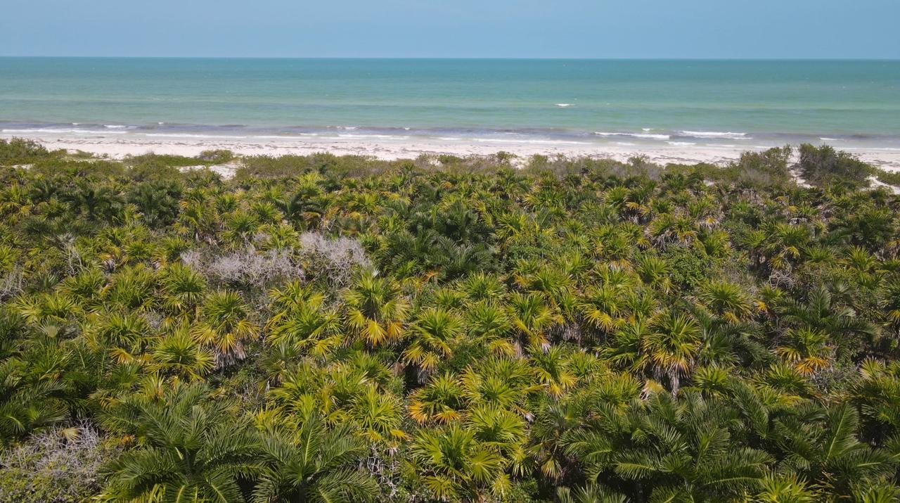 Dense Palm Canopy to Pristine Shoreline