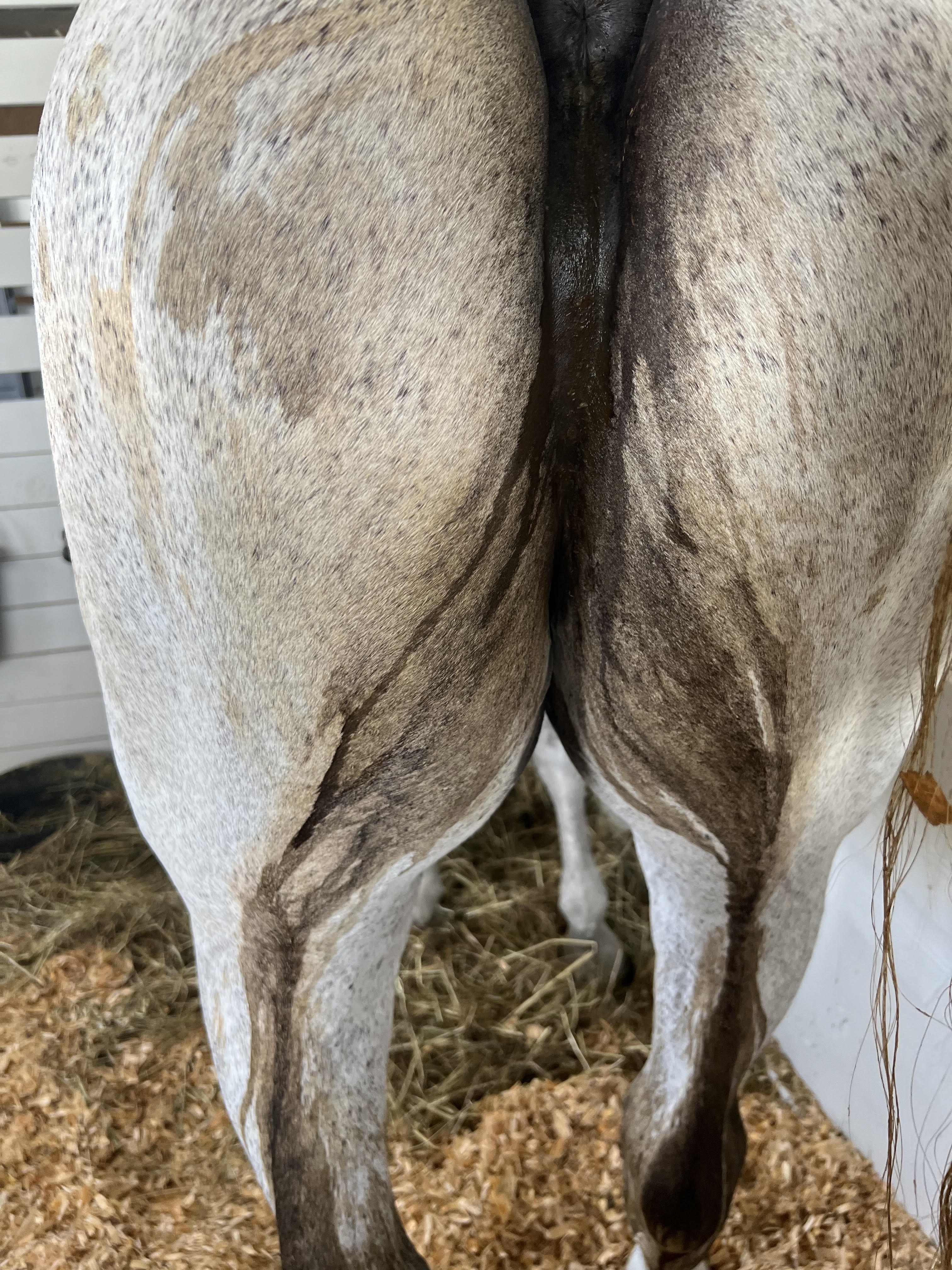 Clinical view of equine fecal water related to Right Dorsal Colitis