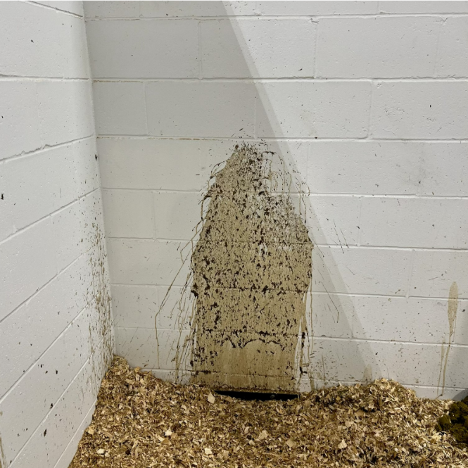 Diagnostic illustration of the equine right dorsal colon