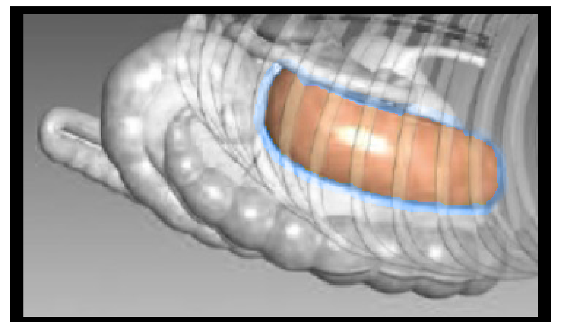 Equine anatomy hindgut illustration
