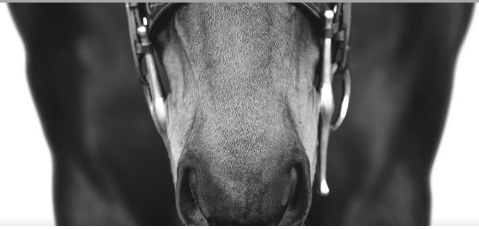 Close up of a horse's head