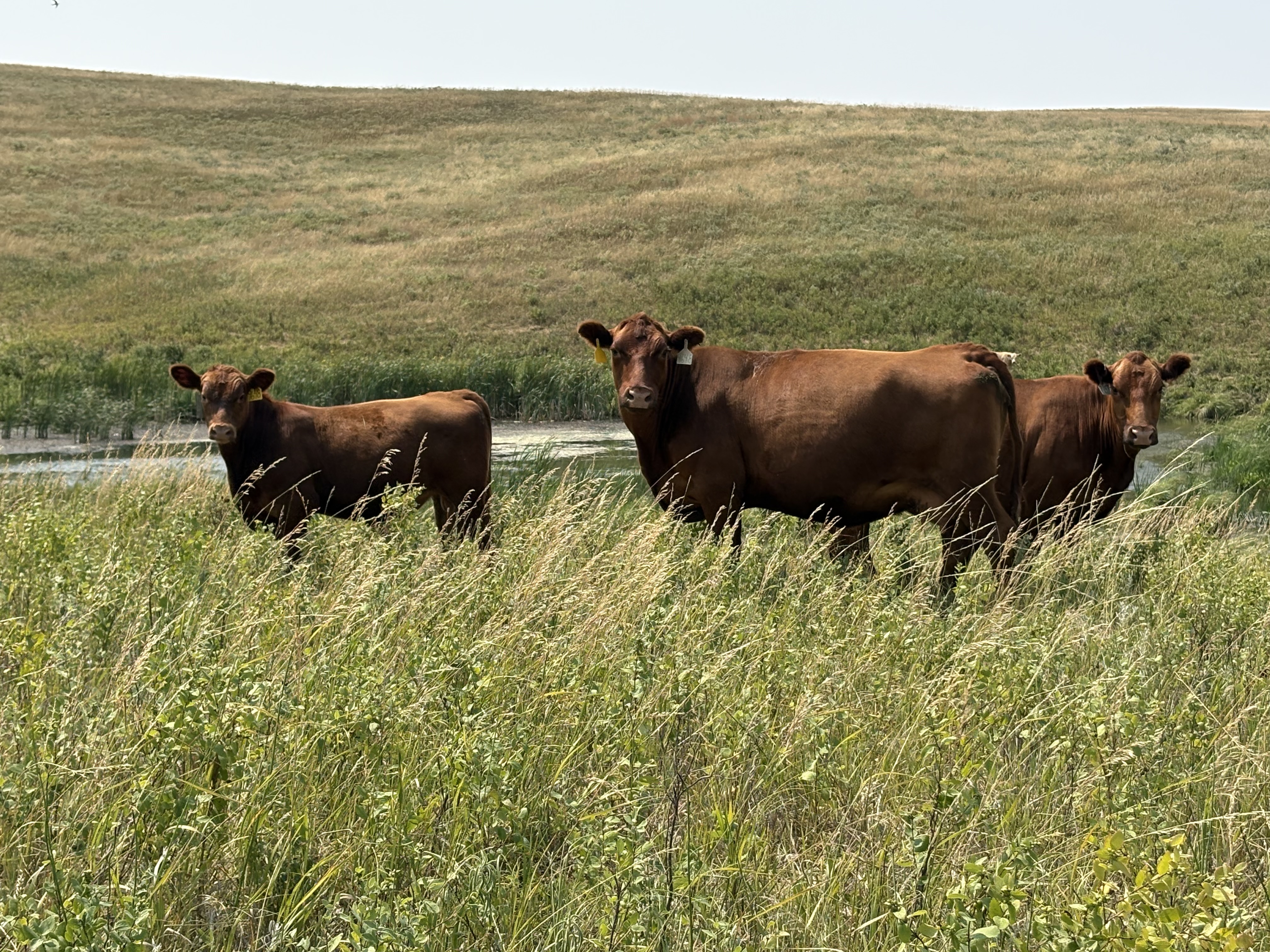 Gill Red Angus Cow