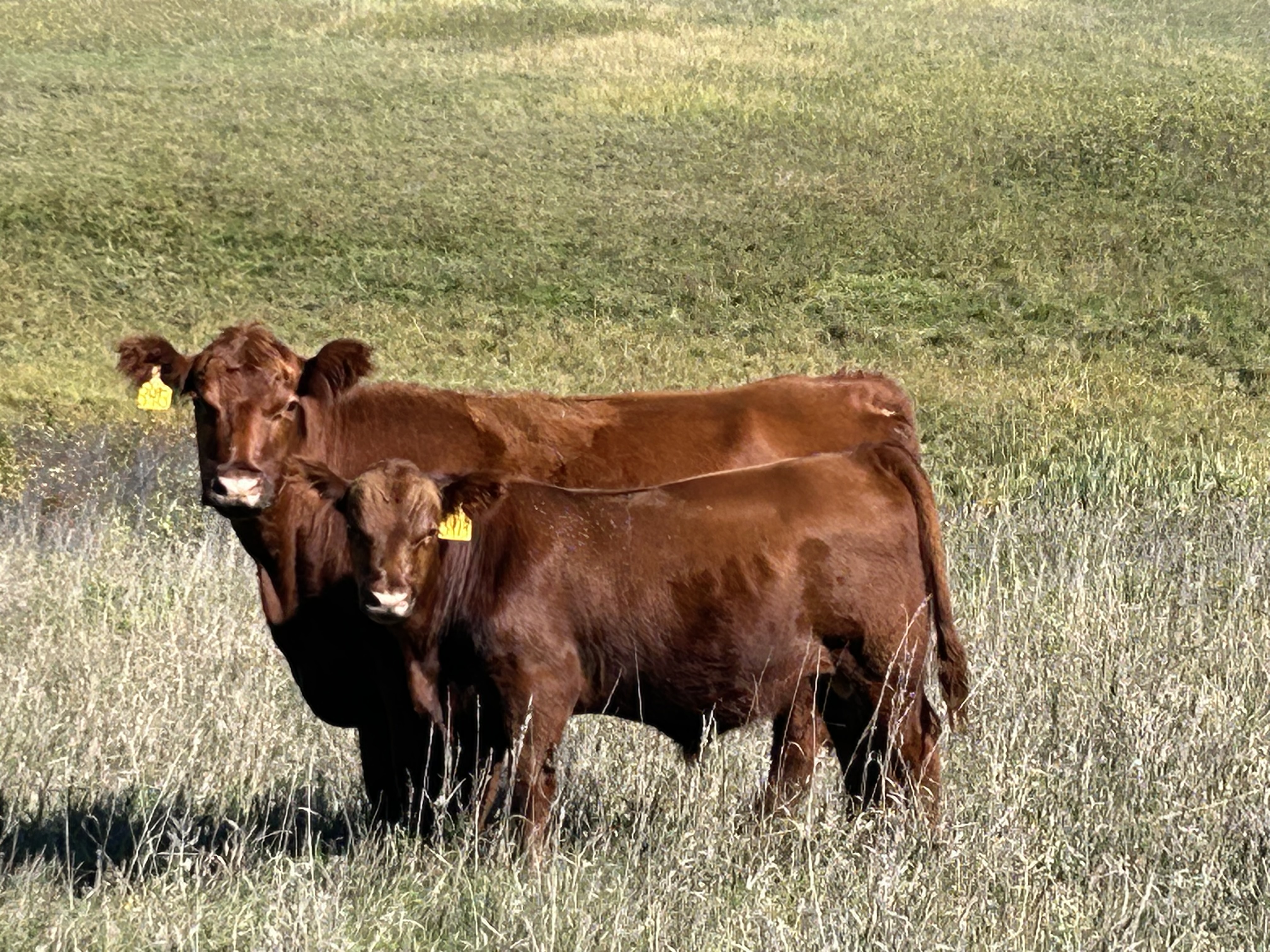Gill Red Angus Cow