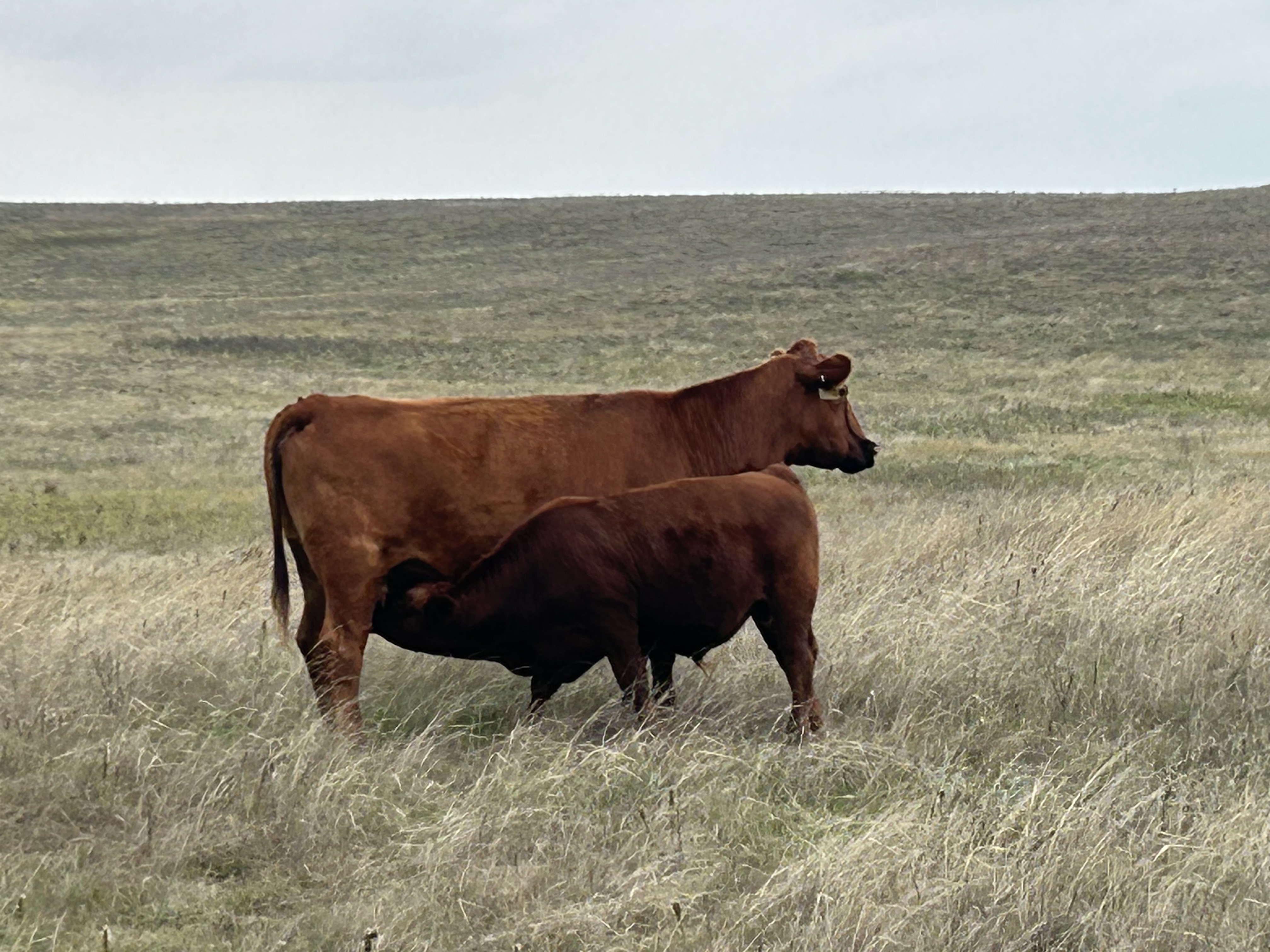 Gill Red Angus Cow