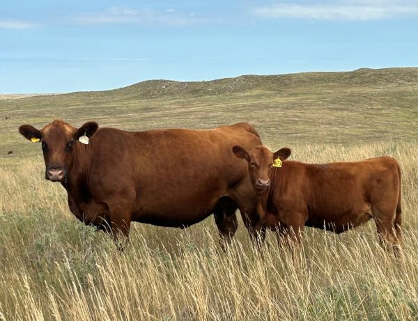 LMG Miss Susette 9673 with calf