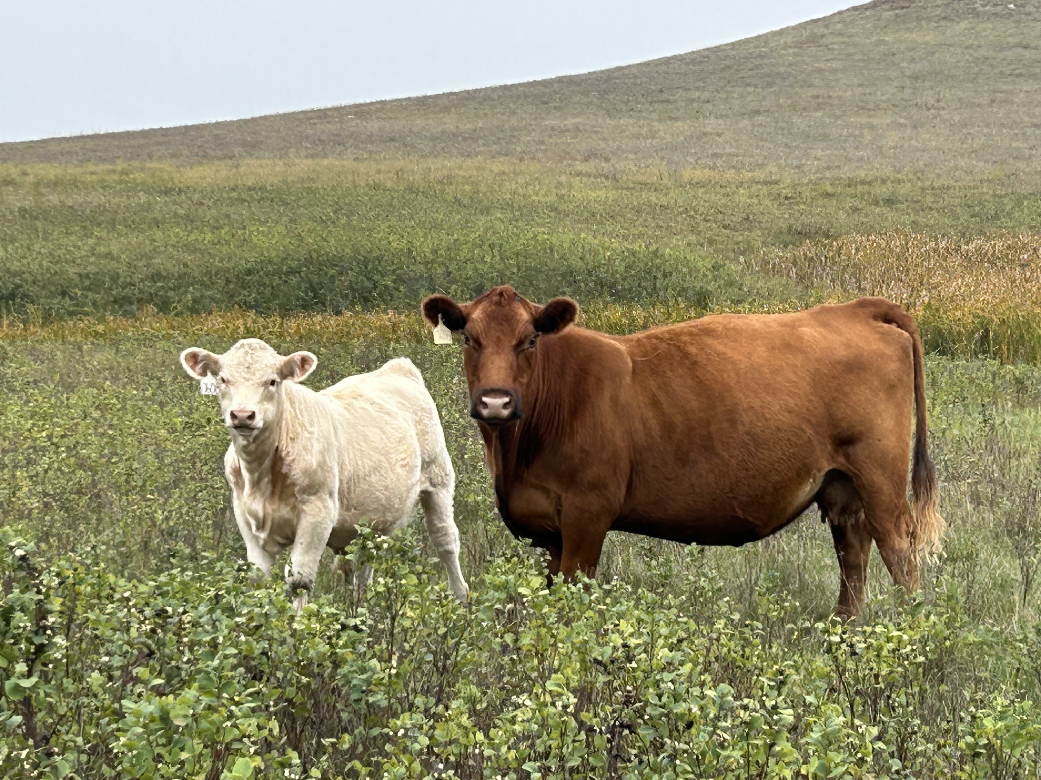 Gill Red Angus Cow