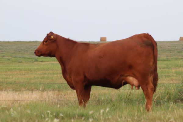 Gill Red Angus Cow