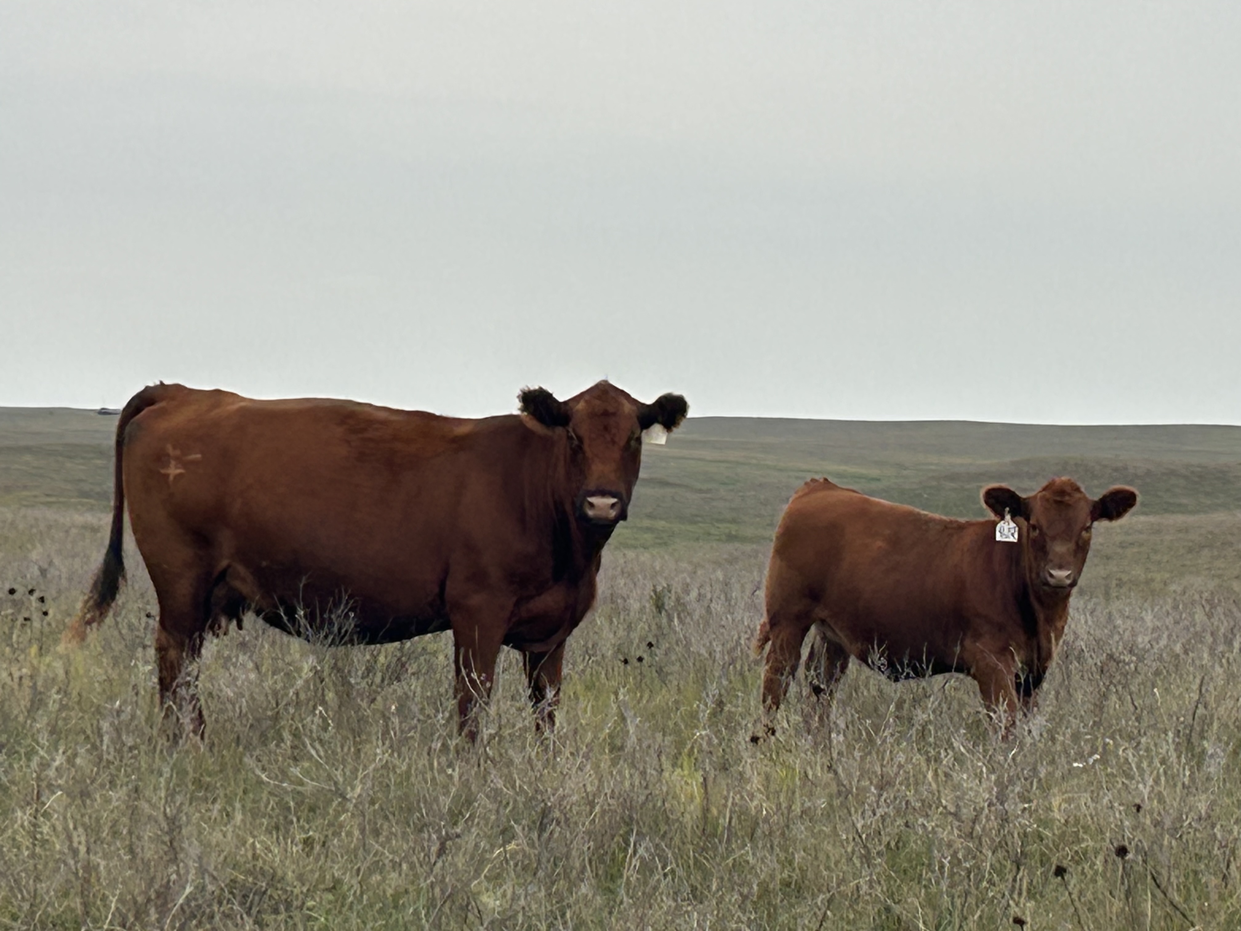 Gill Red Angus Cow