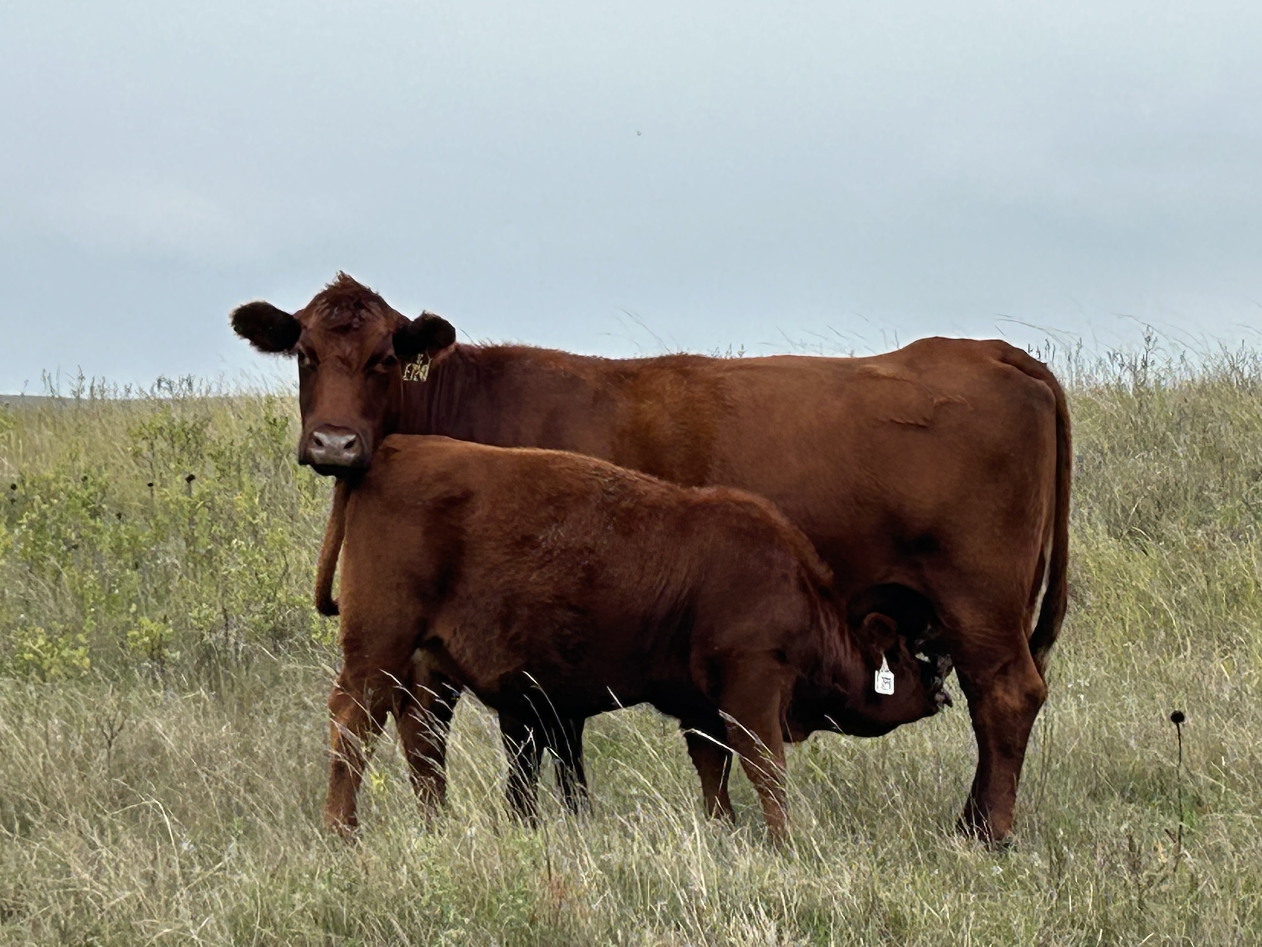 Gill Red Angus Cow