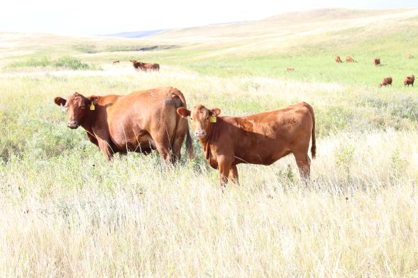 Gill Red Angus Cow