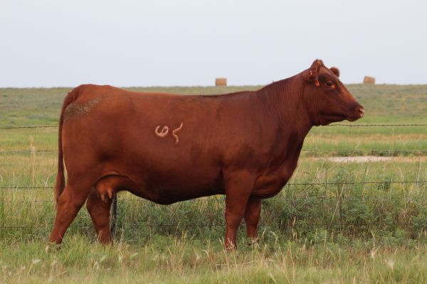 Gill Red Angus Cow
