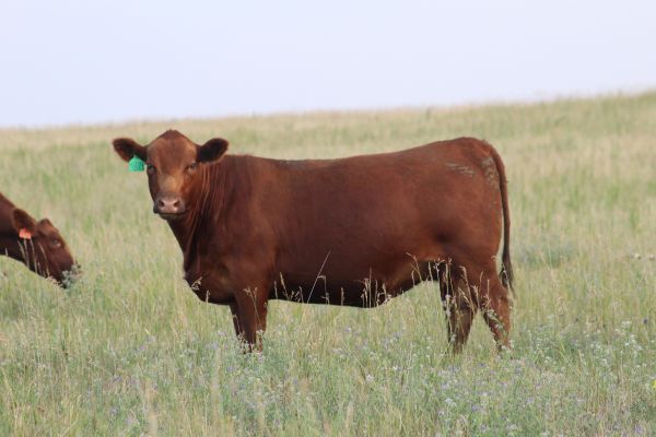 Gill Red Angus Cow