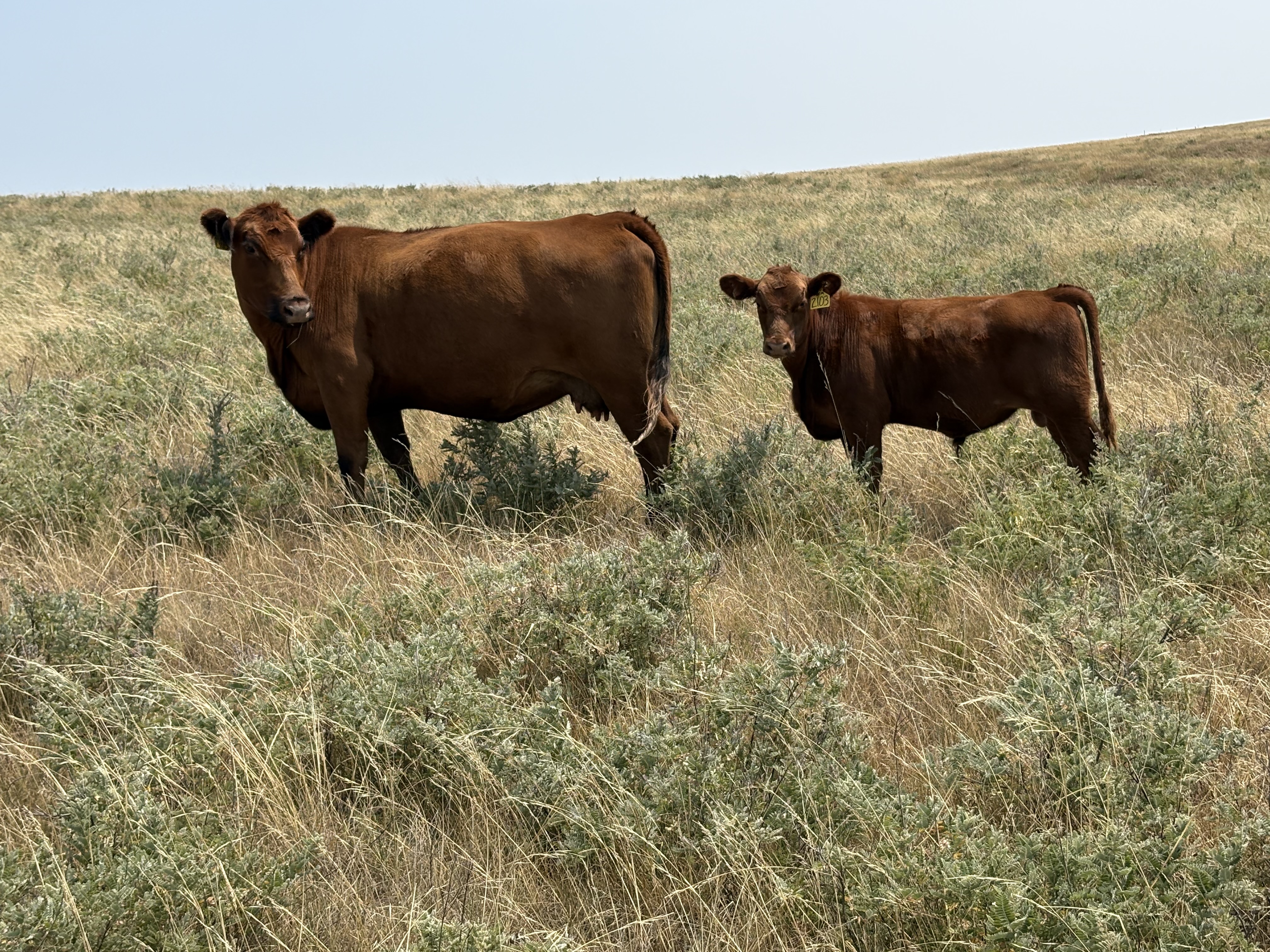 Gill Red Angus Cow