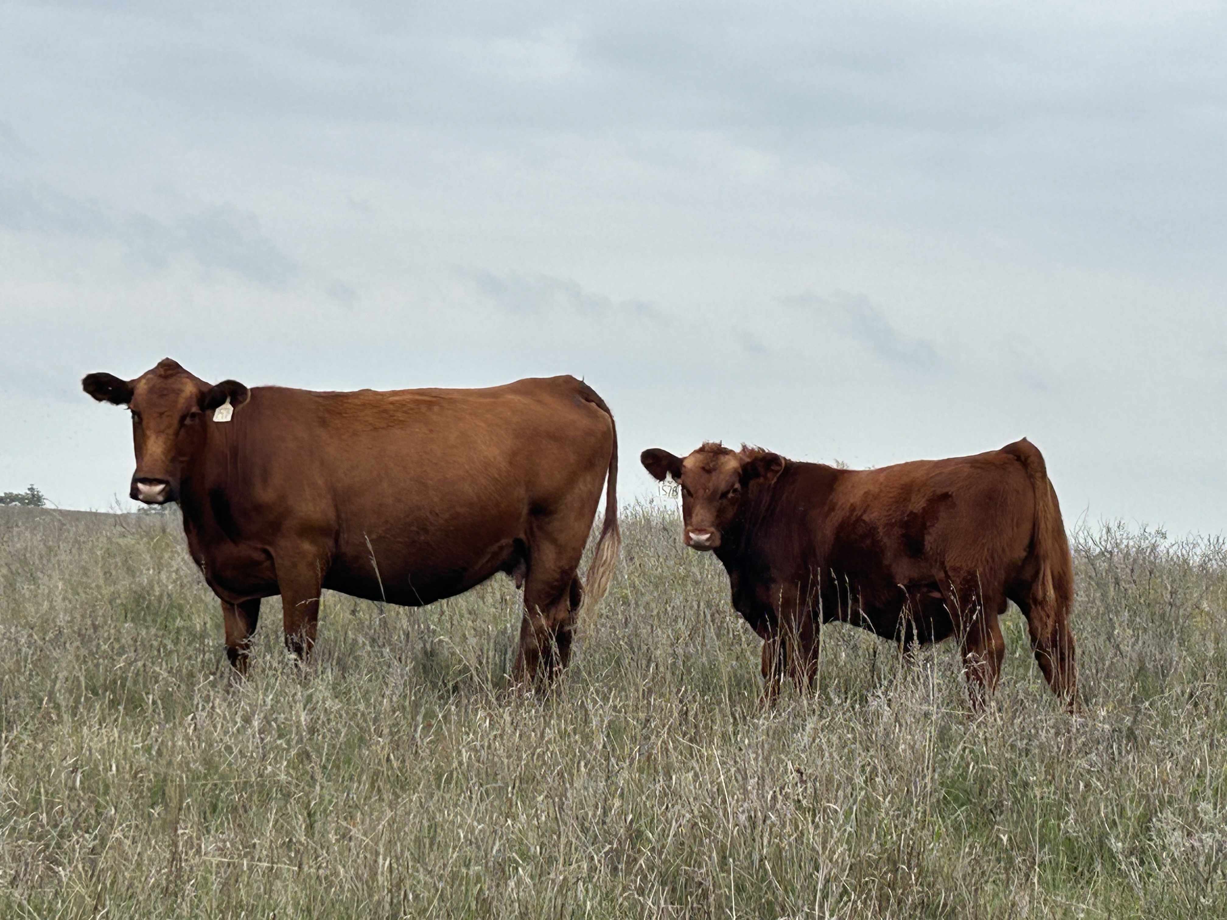 Gill Red Angus Cow