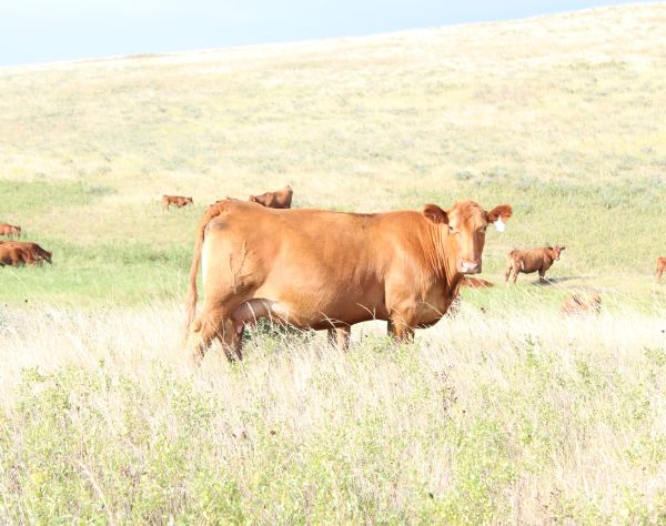 Gill Red Angus Cow