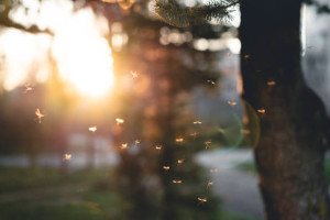Mosquito breeding grounds