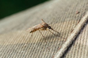 Mosquitoes resting