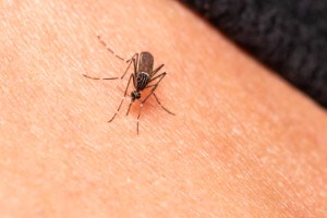 Mosquito