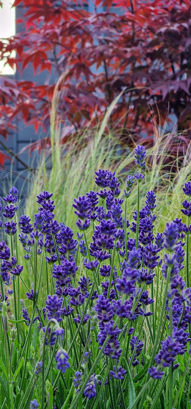 Planting scheme example 2