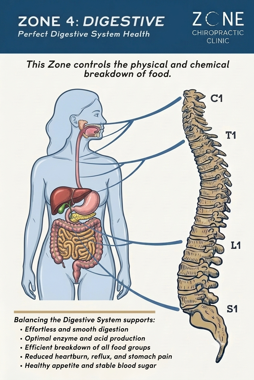 Zone 4: Digestive System illustration