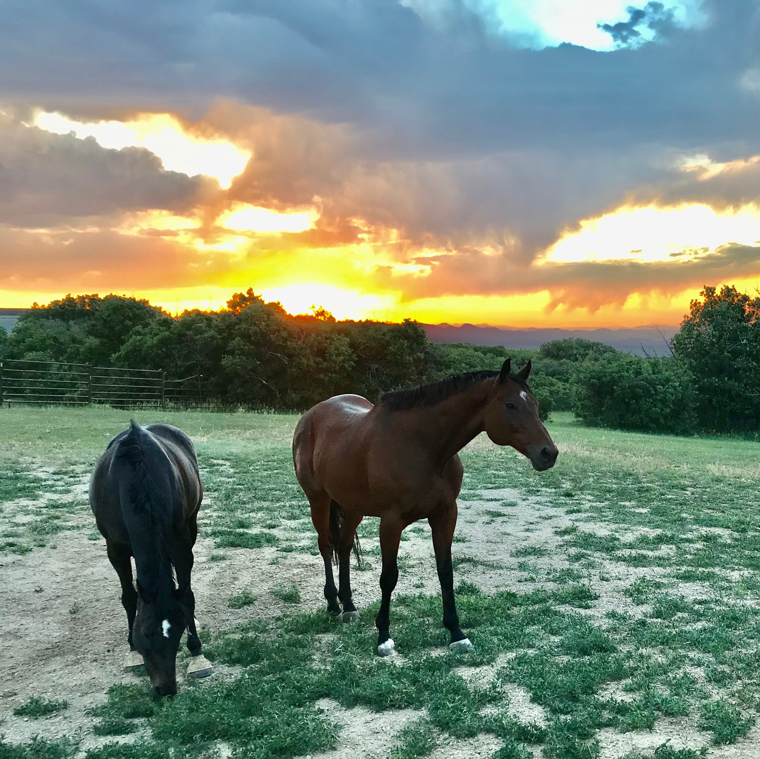 Horses in a field at sunset