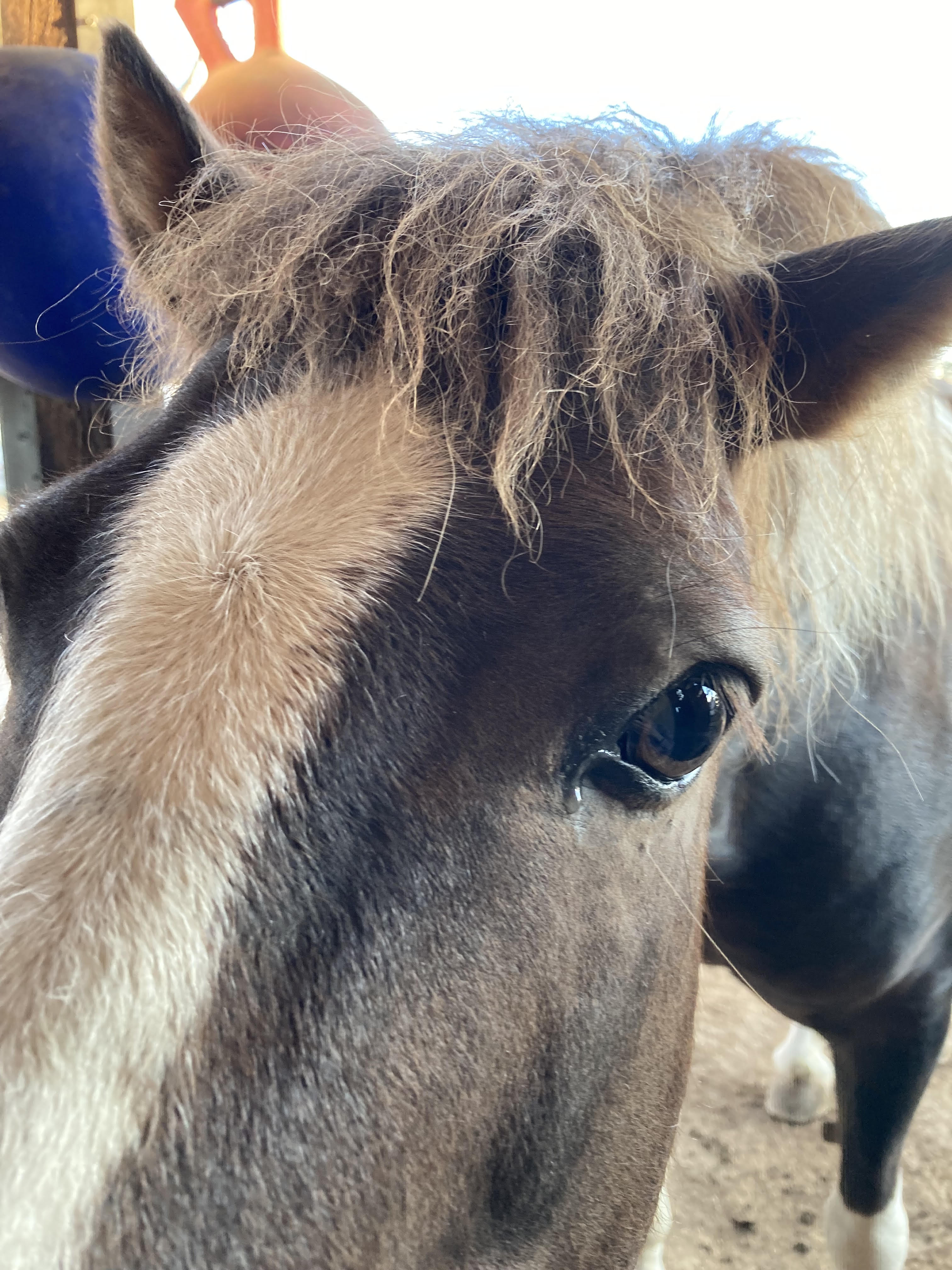 Close up of a horse's face