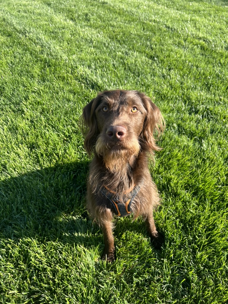 Moose the dog