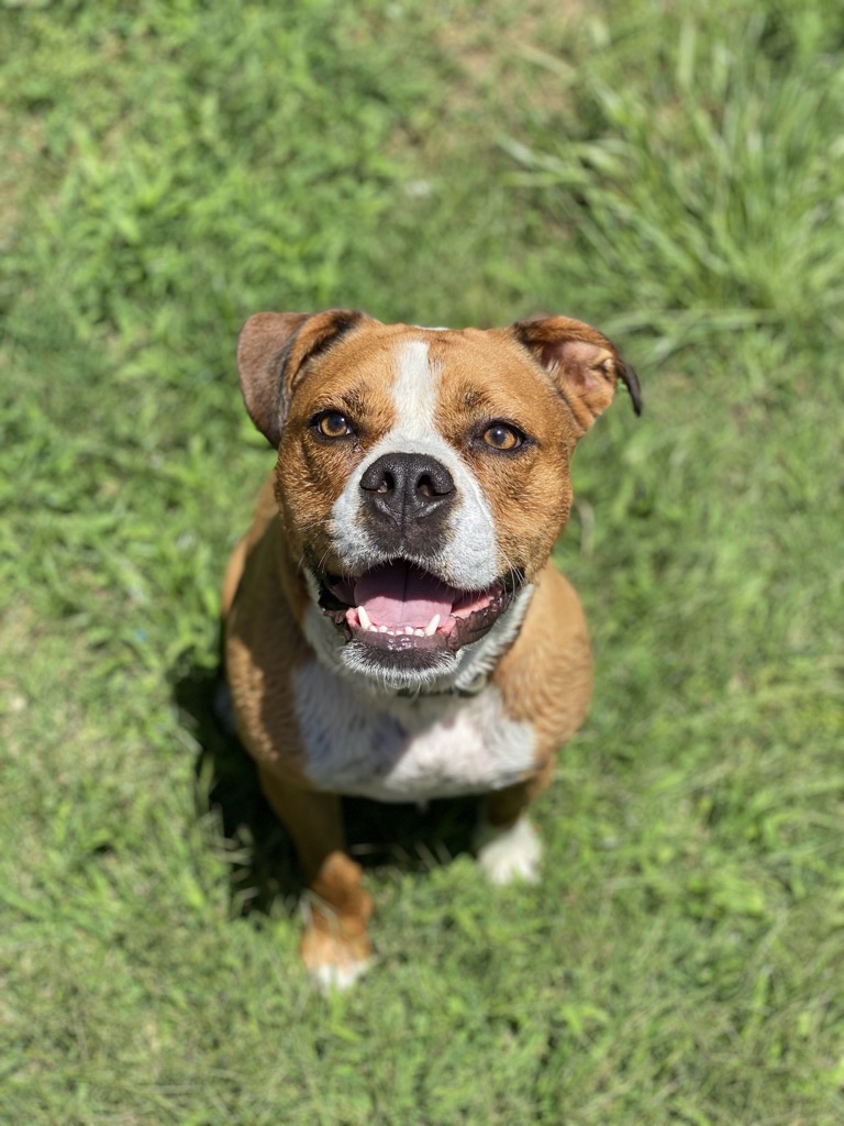 Wrigley the dog