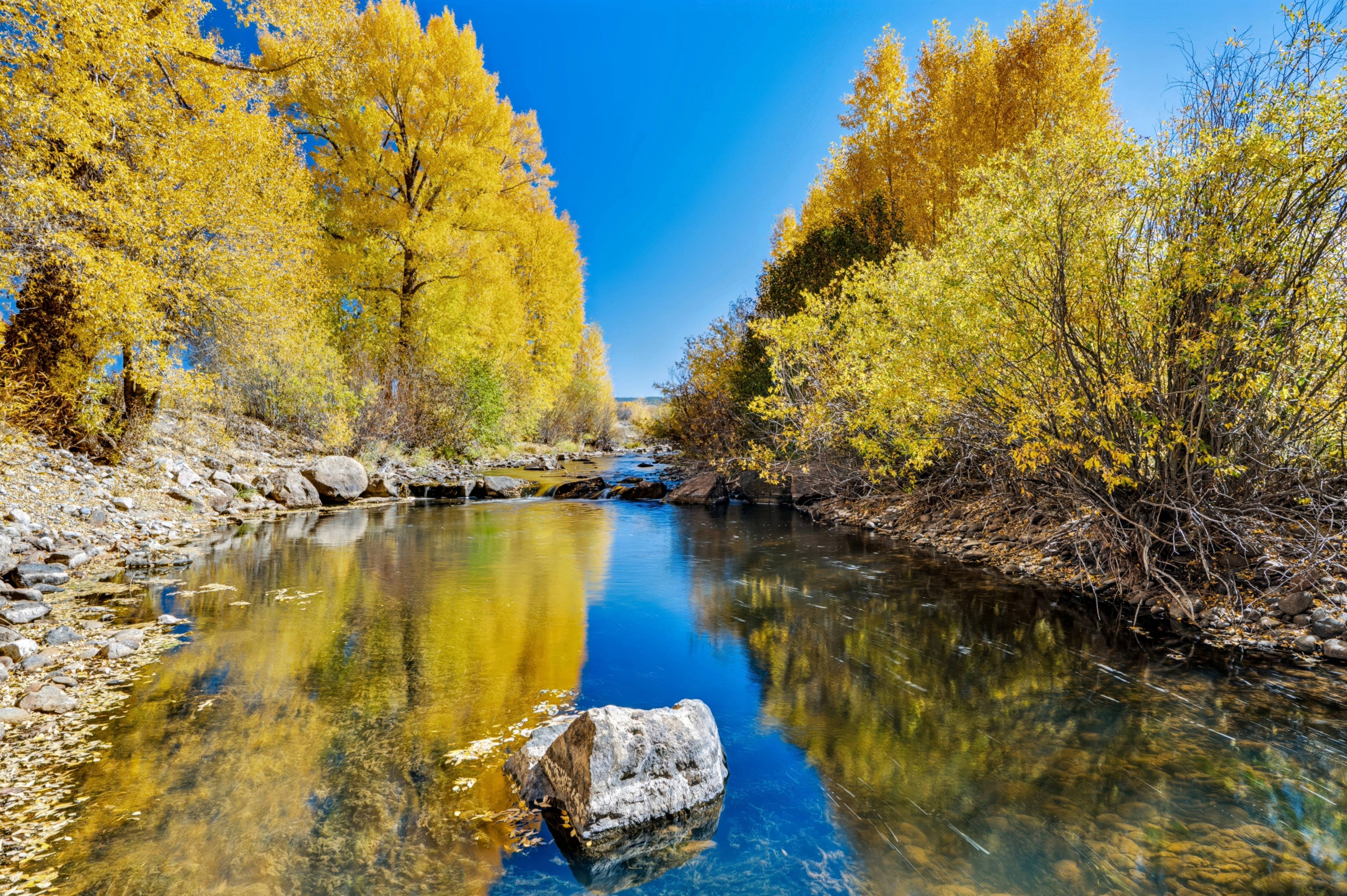Autumn River & Golden Aspen Grove