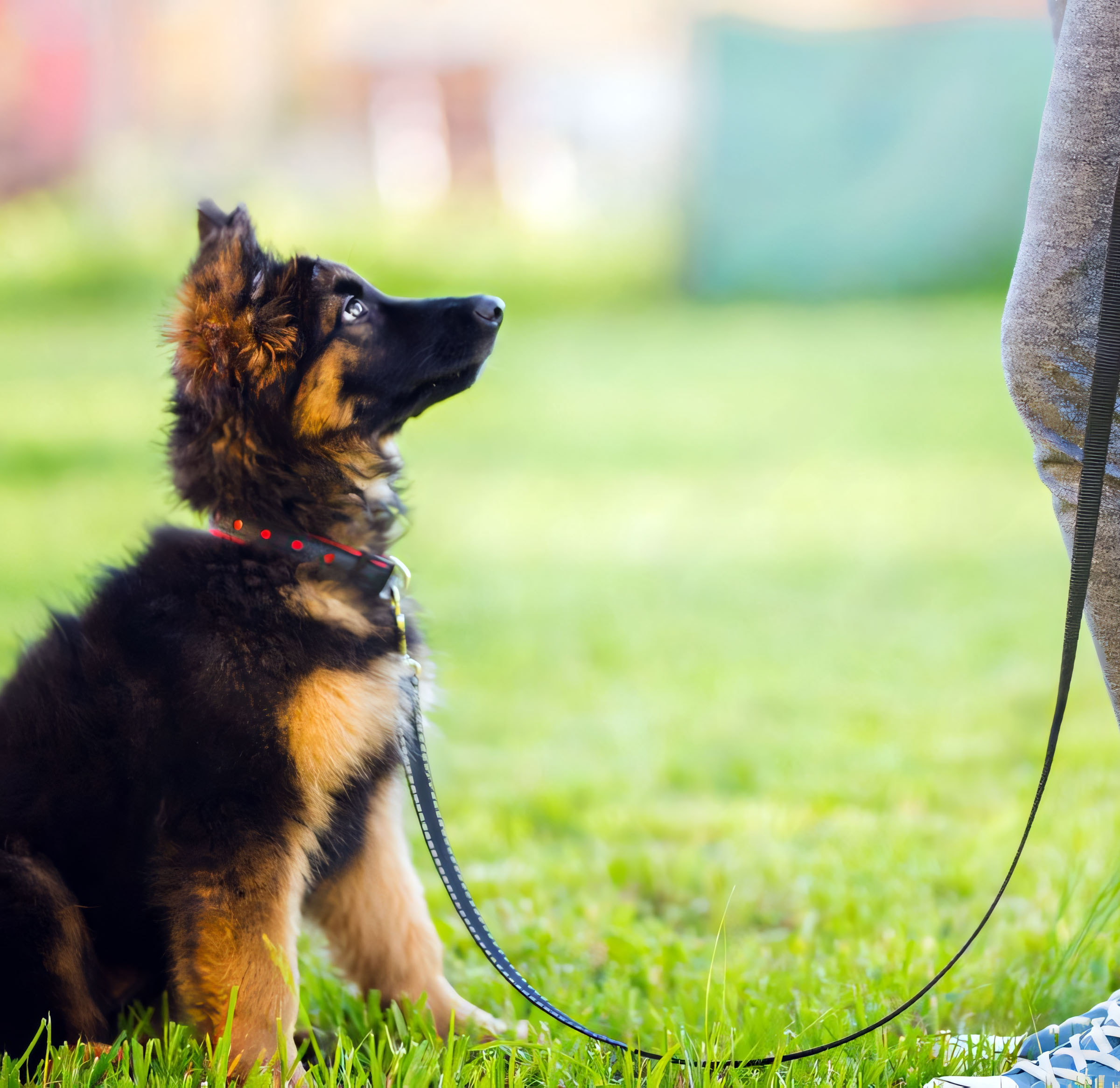 Basic Obedience