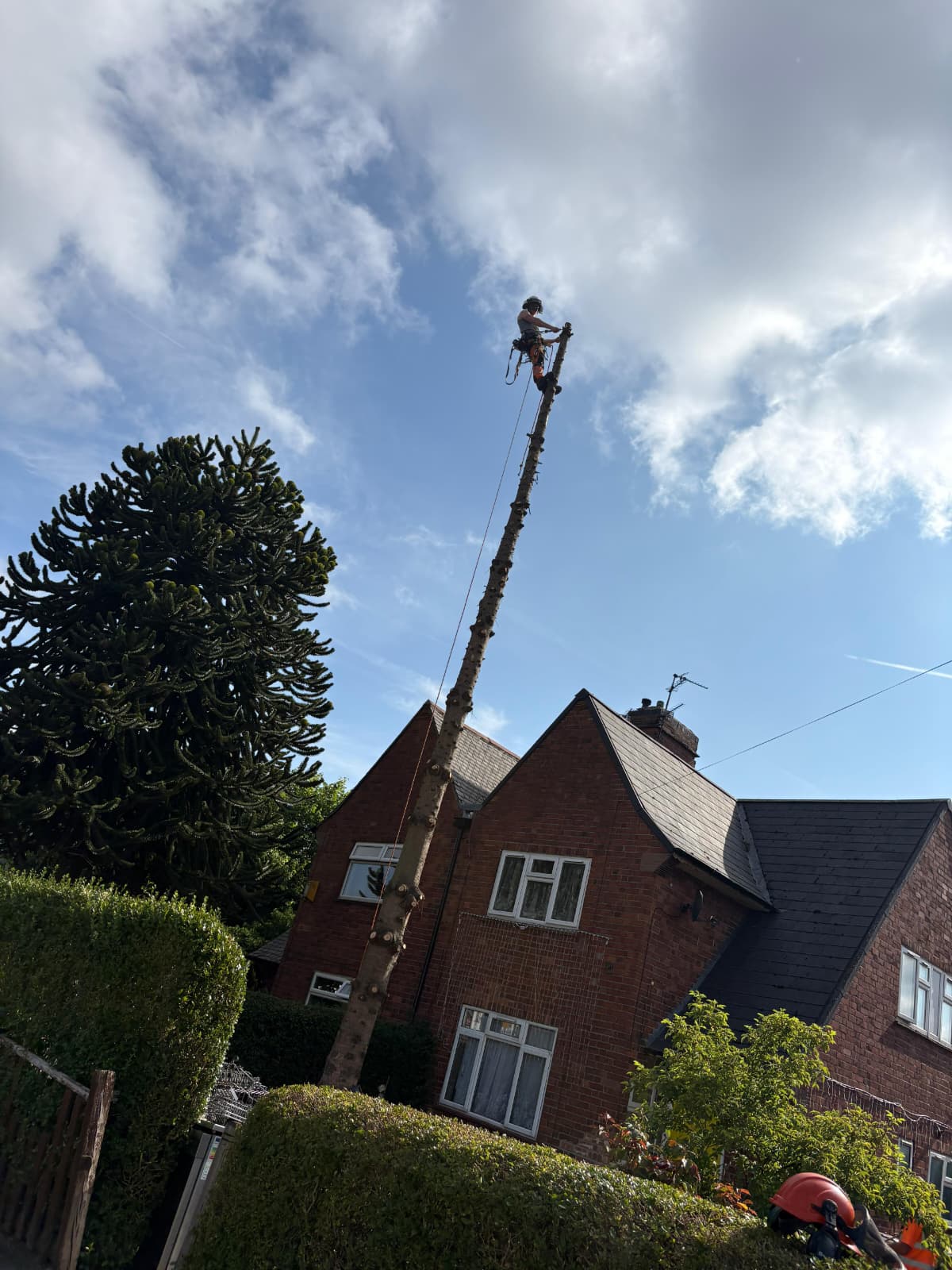 Tree Felling