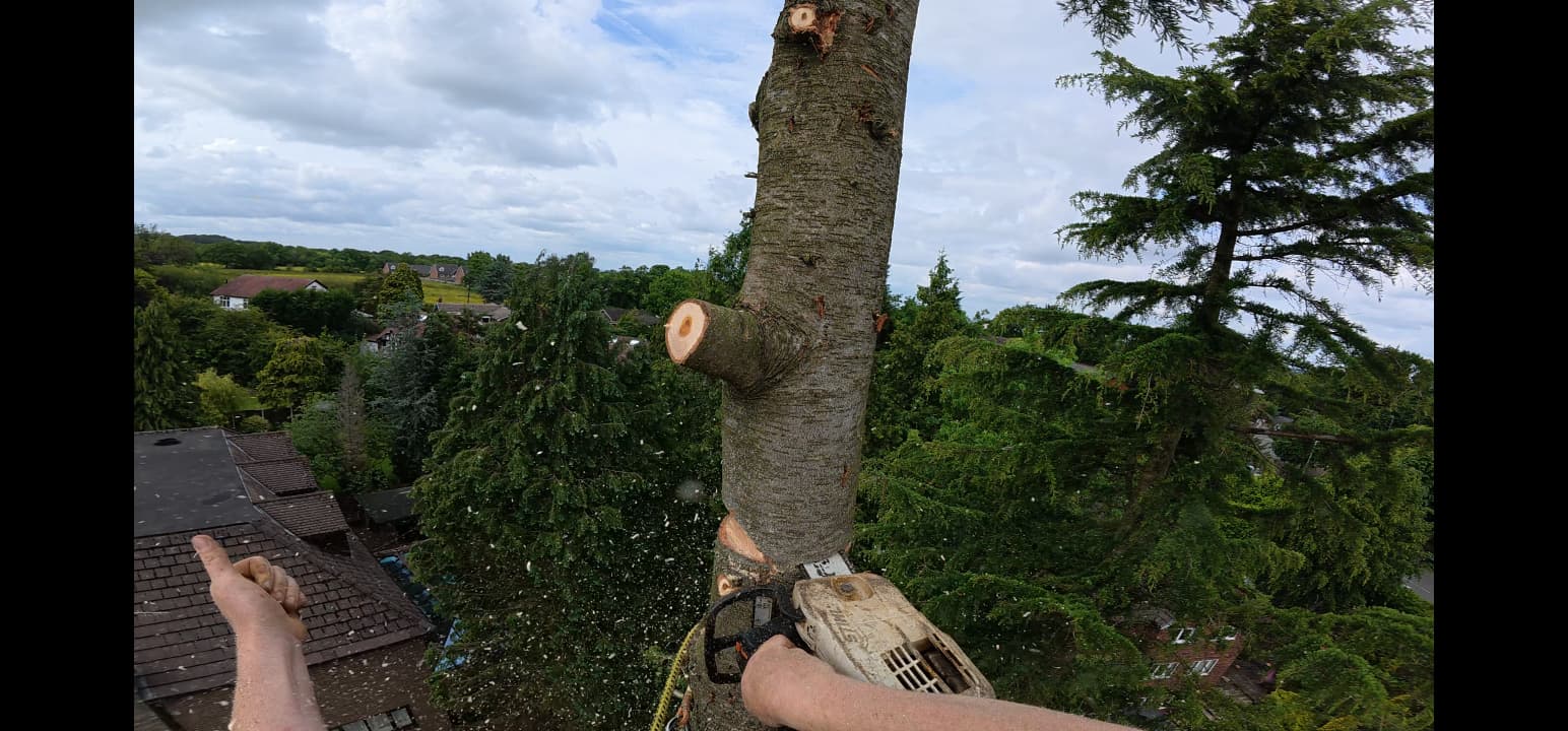 Twin Leaf Tree Care Team