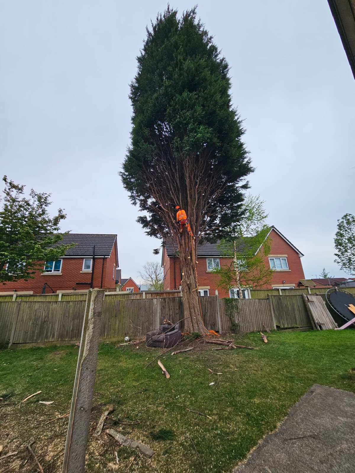 Crown Thinning