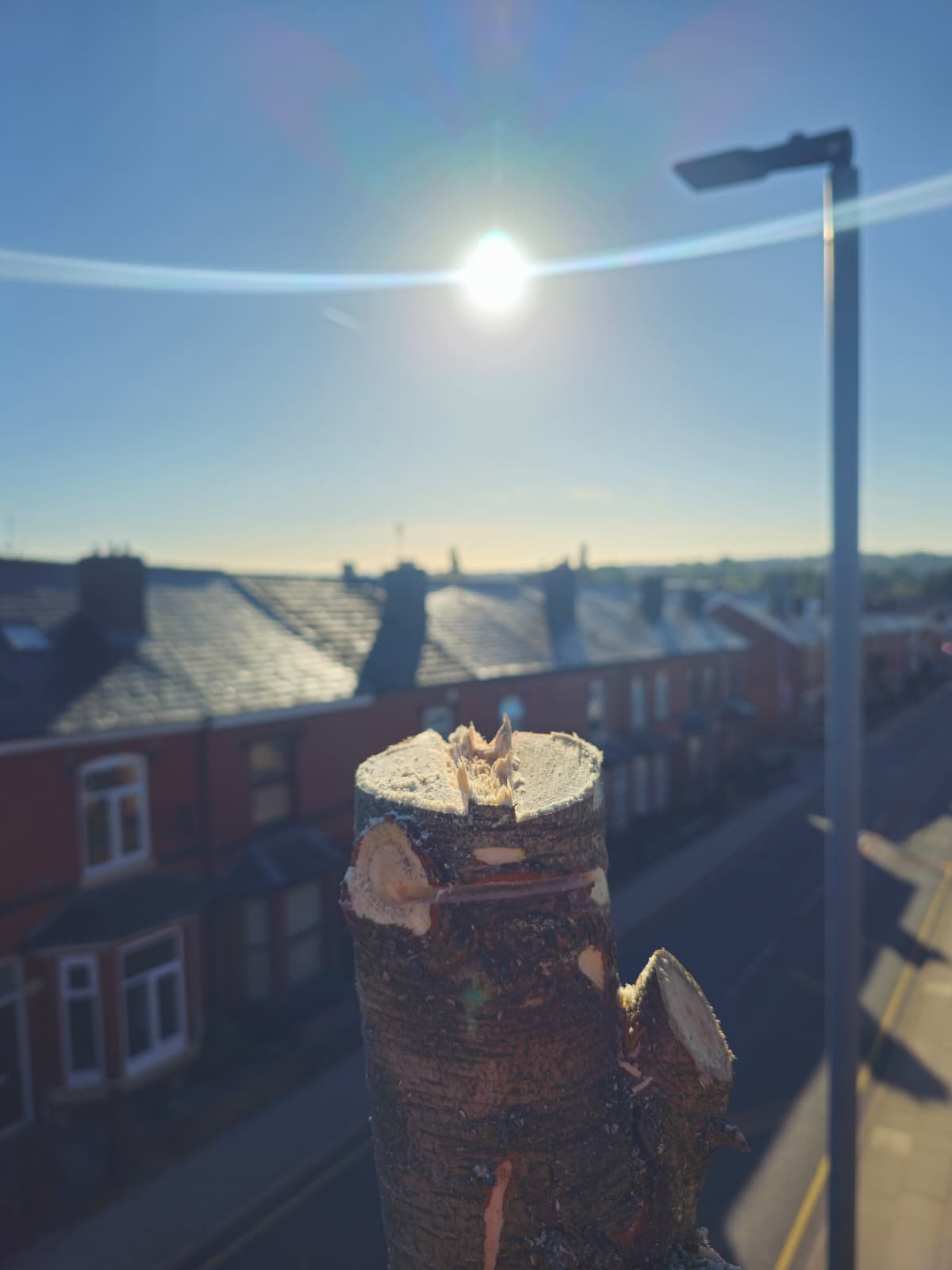 Tree surgeon at work